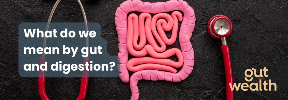 What do we mean by gut and digestion?